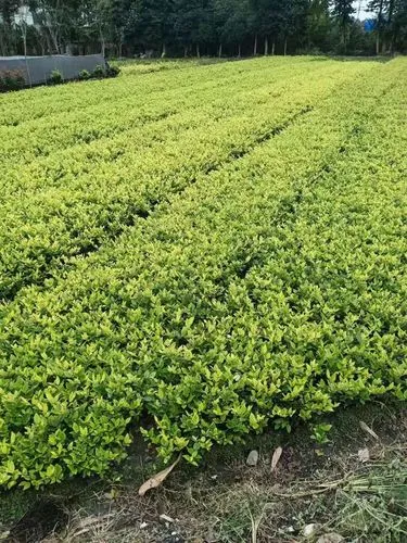 揭秘国企风景园林管理岗位面试，候选人应对策略大揭秘！