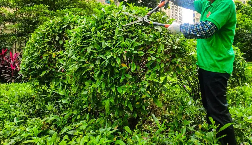着重解决的园林管理问题：如何提高资源的有效利用？